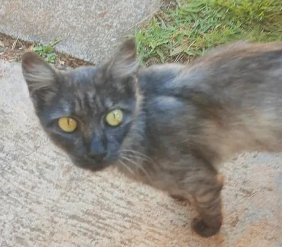 Gato ra a SRD-ViraLata idade 1 ano nome Mirela