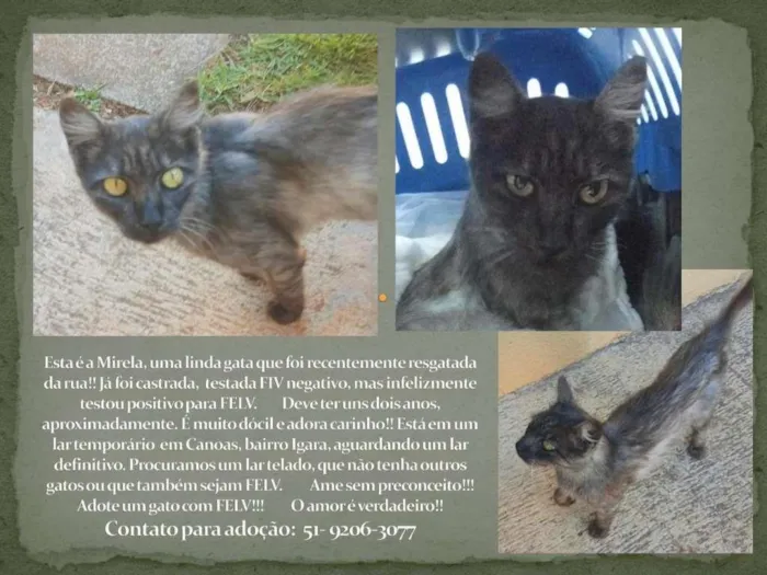Gato ra a SRD-ViraLata idade 1 ano nome Mirela