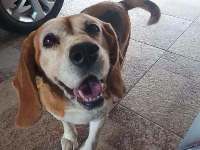 Cachorro ra a Beagle idade 6 ou mais anos nome Malu