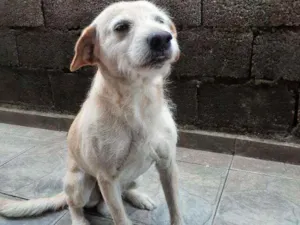 Cachorro raça Indefinida  idade 5 anos nome Fredy