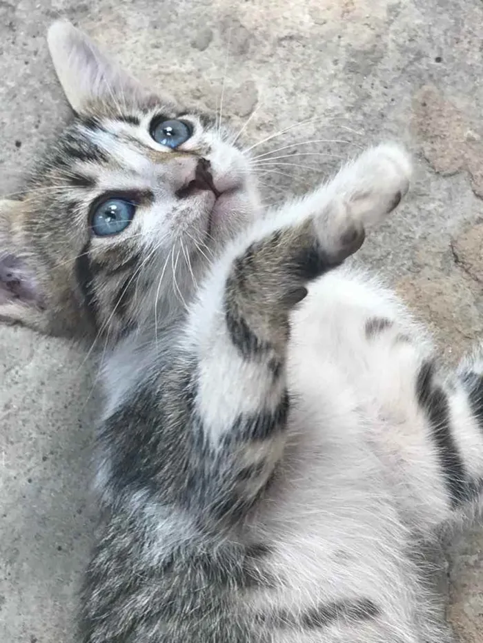 Gato ra a Vira lata  idade Abaixo de 2 meses nome Angelita 