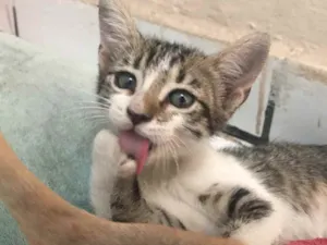Gato raça Vira lata  idade Abaixo de 2 meses nome Angelita 