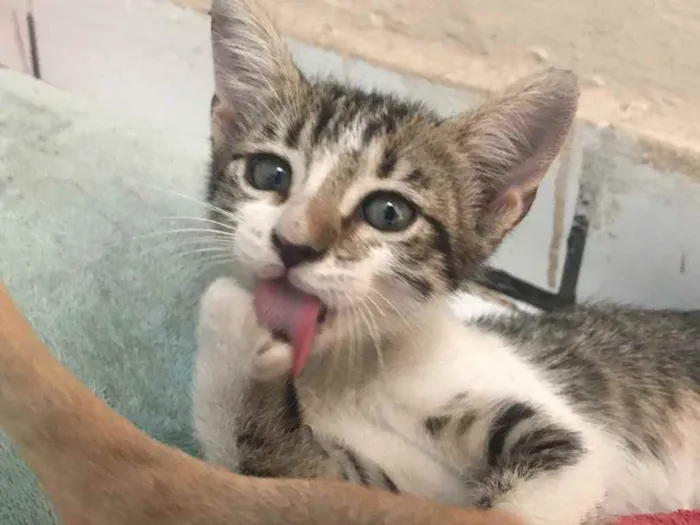 Gato ra a Vira lata  idade Abaixo de 2 meses nome Angelita 