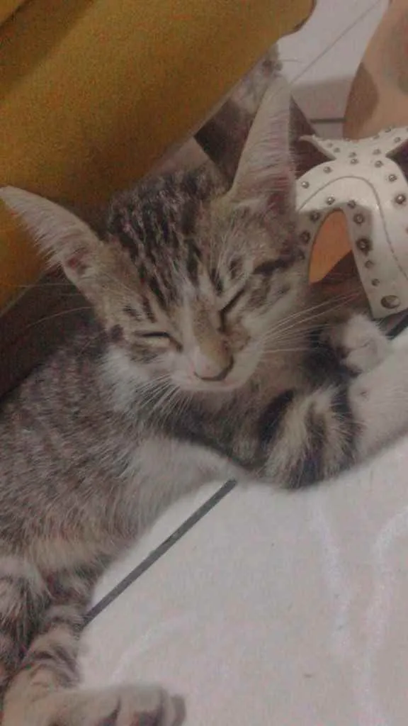 Gato ra a Vira lata  idade Abaixo de 2 meses nome Angelita 