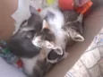 Gatinhos