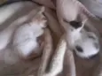 Gatinhos