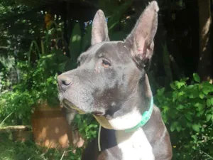 Cachorro raça SRD PIT idade 4 anos nome PITY