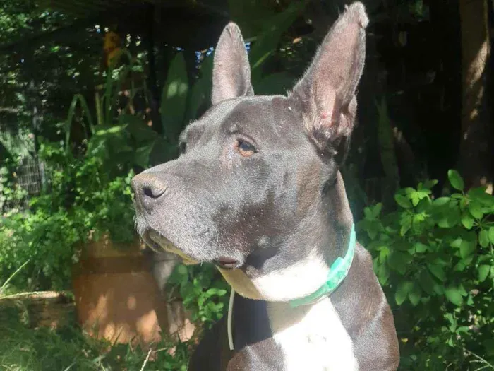 Cachorro ra a SRD PIT idade 4 anos nome PITY