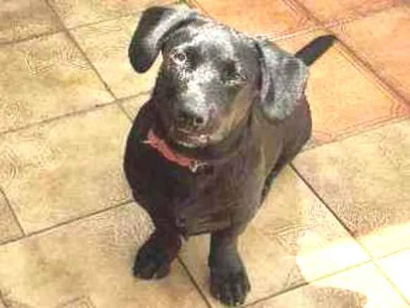 Cachorro ra a SRD idade 7 a 11 meses nome Emma
