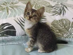 Gato raça Amor idade Abaixo de 2 meses nome Martina (mamá) 
