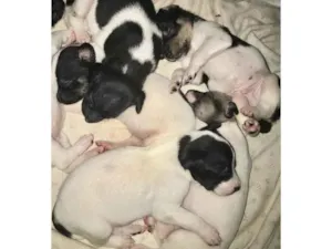 Cachorro raça Sem raça definida  idade Abaixo de 2 meses nome Sem nome 