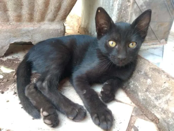 Gato raça SRD-ViraLata idade 2 a 6 meses nome DOA SE 