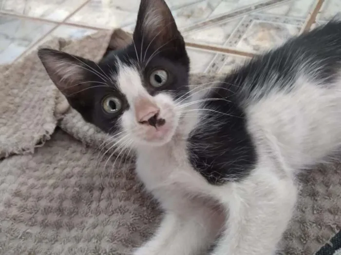 Gato raça SRD-ViraLata idade 2 a 6 meses nome DOA SE 