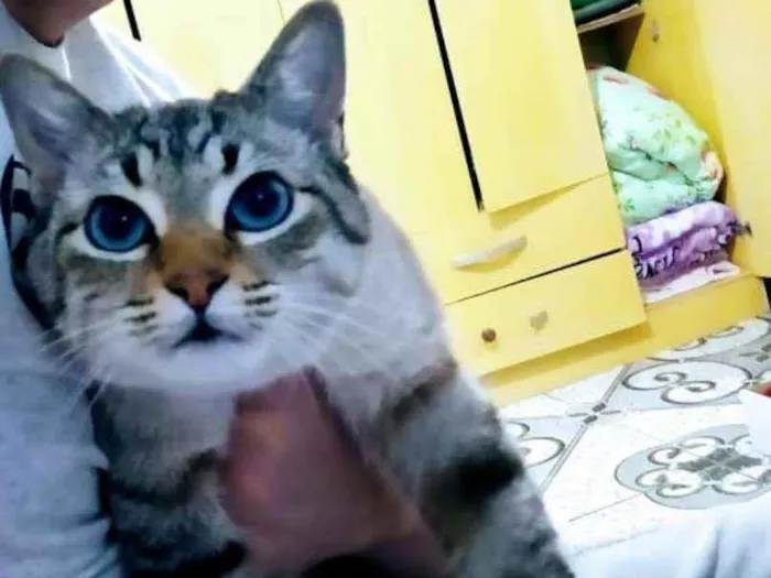 Gato ra a  idade 2 anos nome Simba