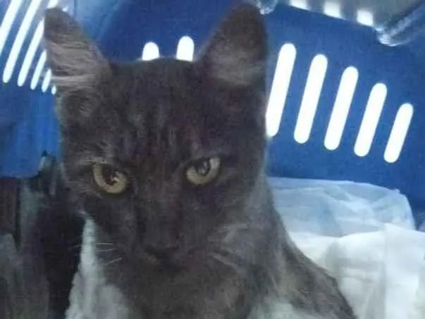 Gato ra a SRD-ViraLata idade 1 ano nome Mirela