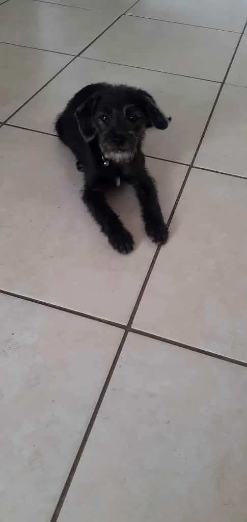 Cachorro ra a Misto idade 2 a 6 meses nome Kyara