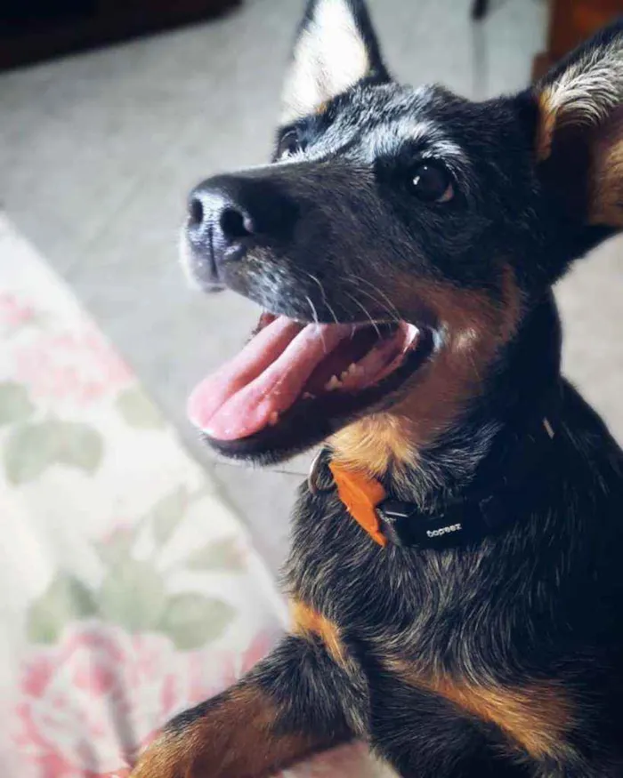 Cachorro ra a Blue heeler idade 2 a 6 meses nome Layla