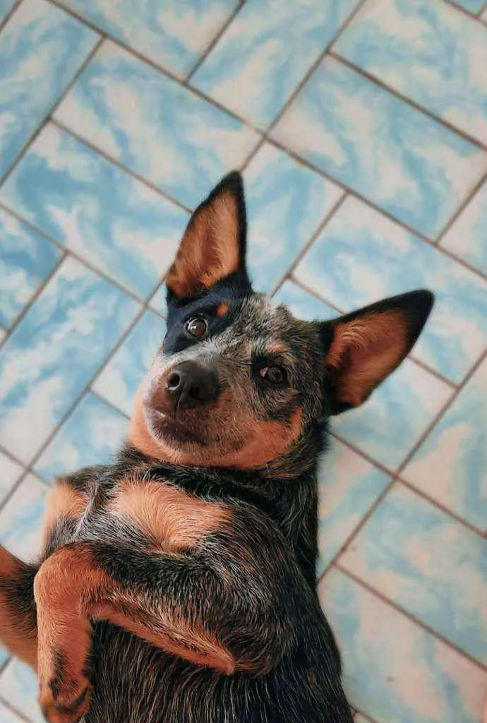 Cachorro ra a Blue heeler idade 2 a 6 meses nome Layla
