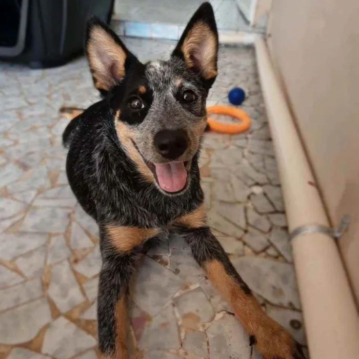 Cachorro ra a Blue heeler idade 2 a 6 meses nome Layla