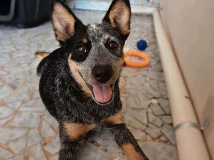 Cachorro ra a Blue heeler idade 2 a 6 meses nome Layla