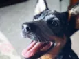 Layla
