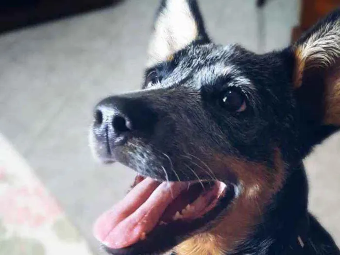 Cachorro ra a Blue heeler idade 2 a 6 meses nome Layla