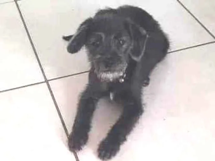 Cachorro ra a Misto idade 2 a 6 meses nome Kyara