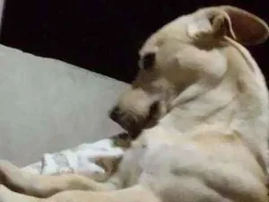 Cachorro raça Misturado labrador com outro idade 7 a 11 meses nome Thor