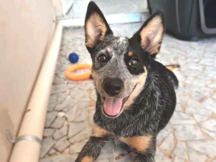Cachorro ra a Blue heeler idade 2 a 6 meses nome Layla