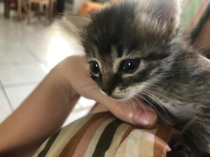 Gato ra a Sem  idade Abaixo de 2 meses nome Lola 