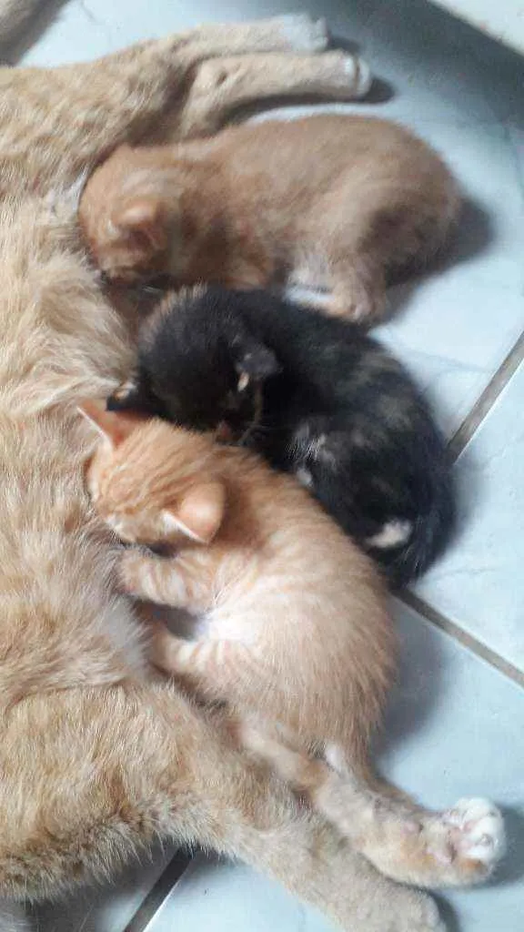 Gato raça Vira lata idade Abaixo de 2 meses nome Ainda não tem nome