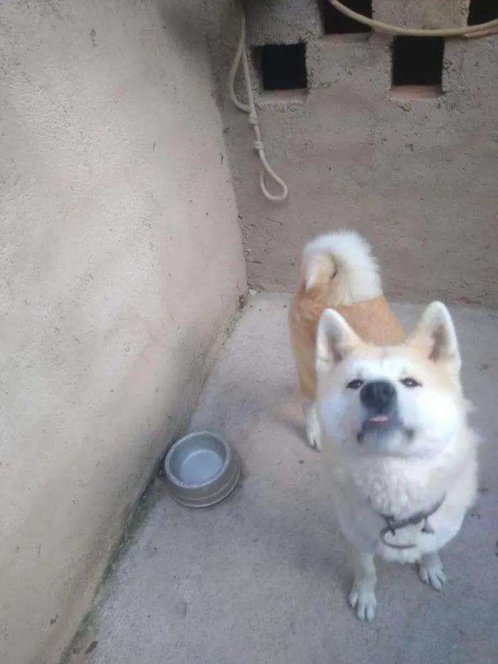 Cachorro ra a Akita idade 3 anos nome Princesa