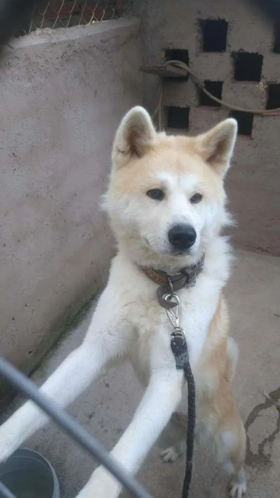 Cachorro ra a Akita idade 3 anos nome Princesa
