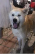 Princesa
