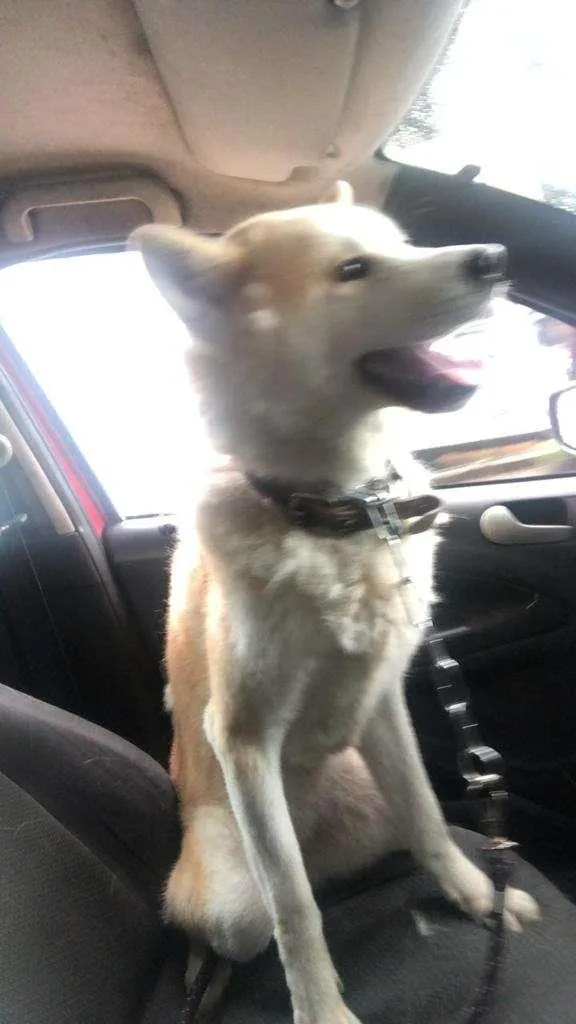 Cachorro ra a Akita idade 3 anos nome Princesa