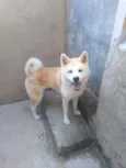 Princesa