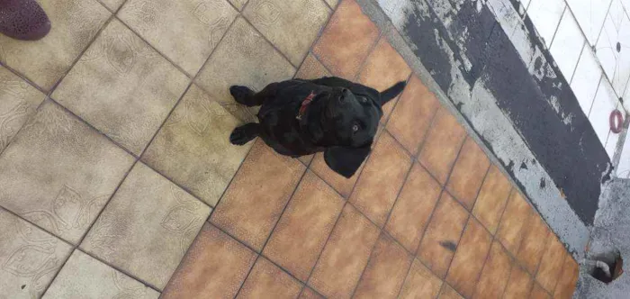 Cachorro ra a SRD idade 7 a 11 meses nome Emma