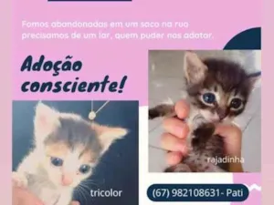 Gato raça Sem  idade Abaixo de 2 meses nome Lola 