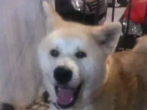 Cachorro raça Akita idade 3 anos nome Princesa
