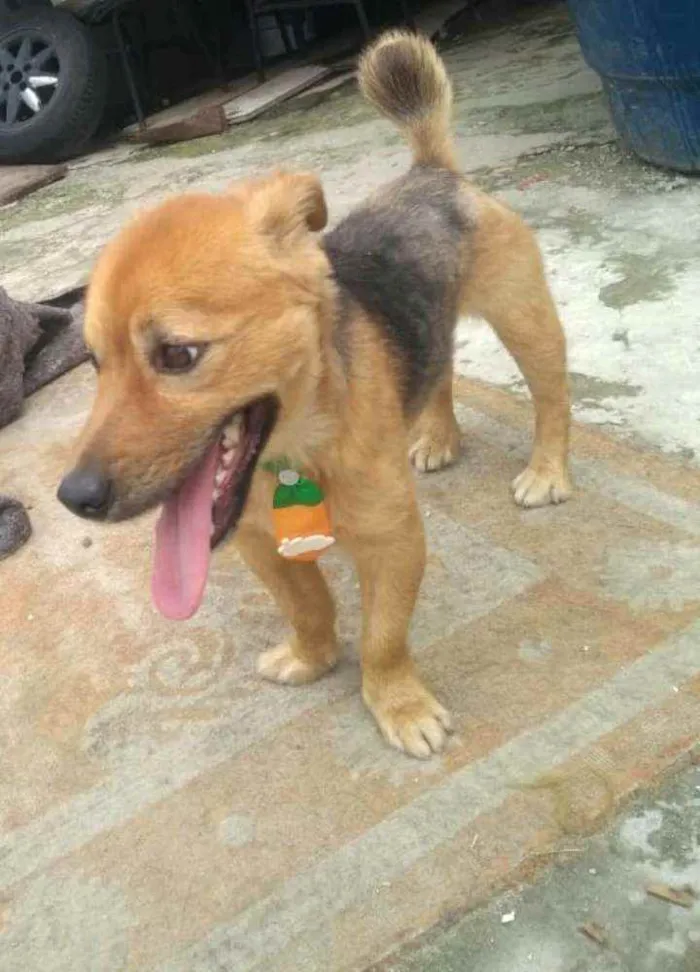 Cachorro raça  idade 3 anos nome Raby 