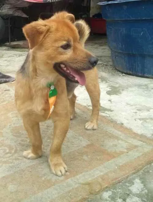 Cachorro raça  idade 3 anos nome Raby 