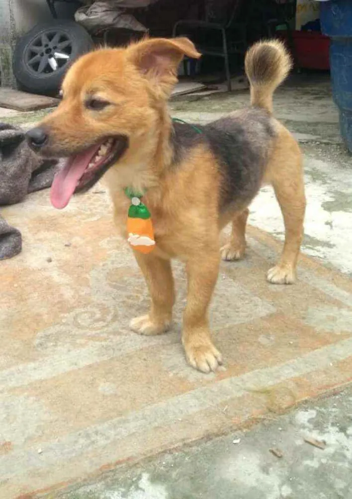 Cachorro raça  idade 3 anos nome Raby 