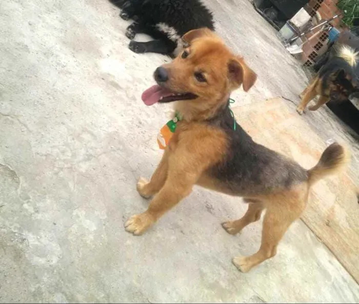 Cachorro raça  idade 3 anos nome Raby 