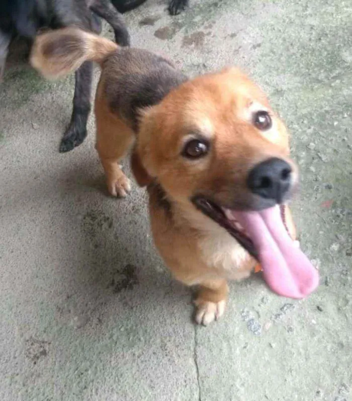 Cachorro raça  idade 3 anos nome Raby 