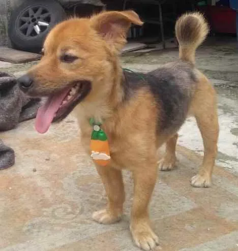 Cachorro raça  idade 3 anos nome Raby 