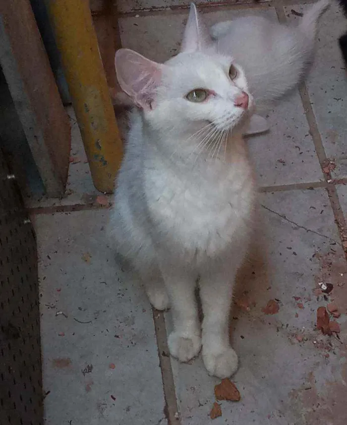 Gato ra a Srd idade 1 ano nome Branquinha