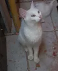 Branquinha