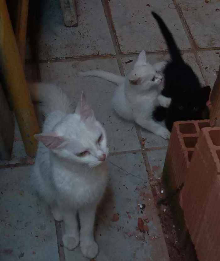 Gato ra a Srd idade 1 ano nome Branquinha
