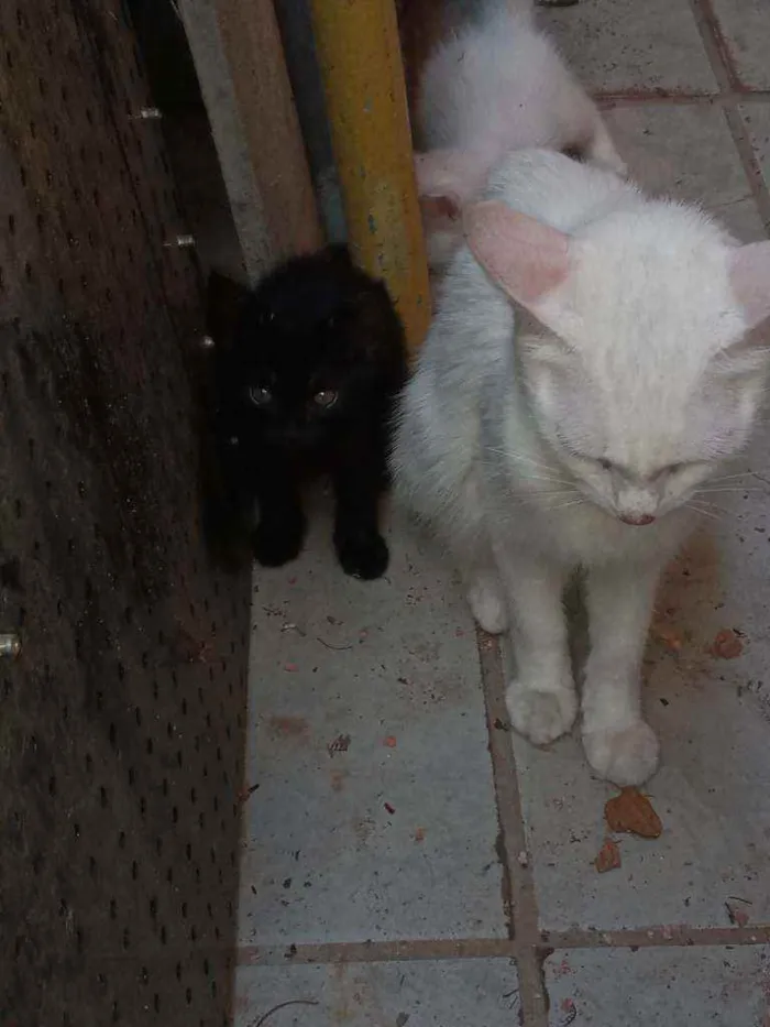 Gato ra a Srd idade 1 ano nome Branquinha