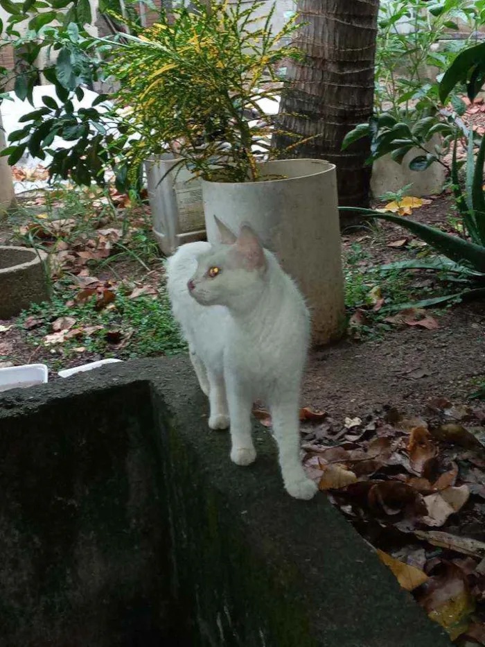 Gato ra a Srd idade 1 ano nome Branquinha